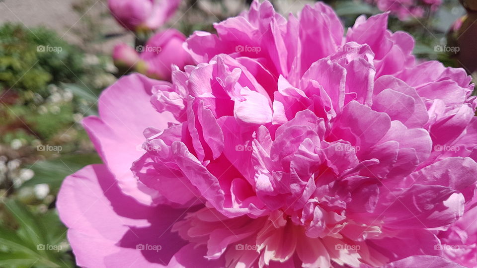 pink paeon flower closeup