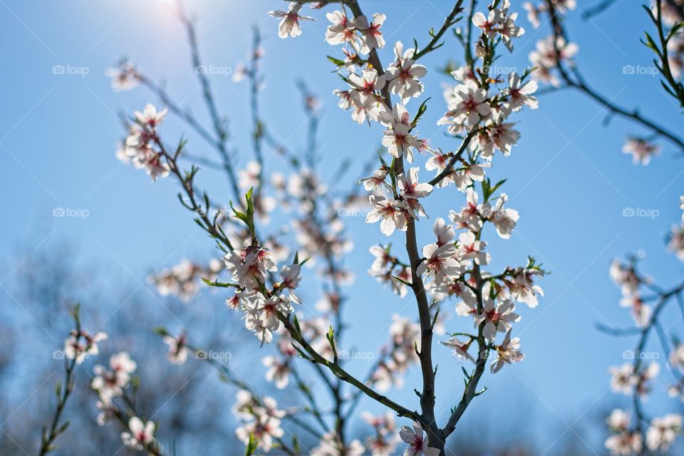 Sun lighting an almond tree