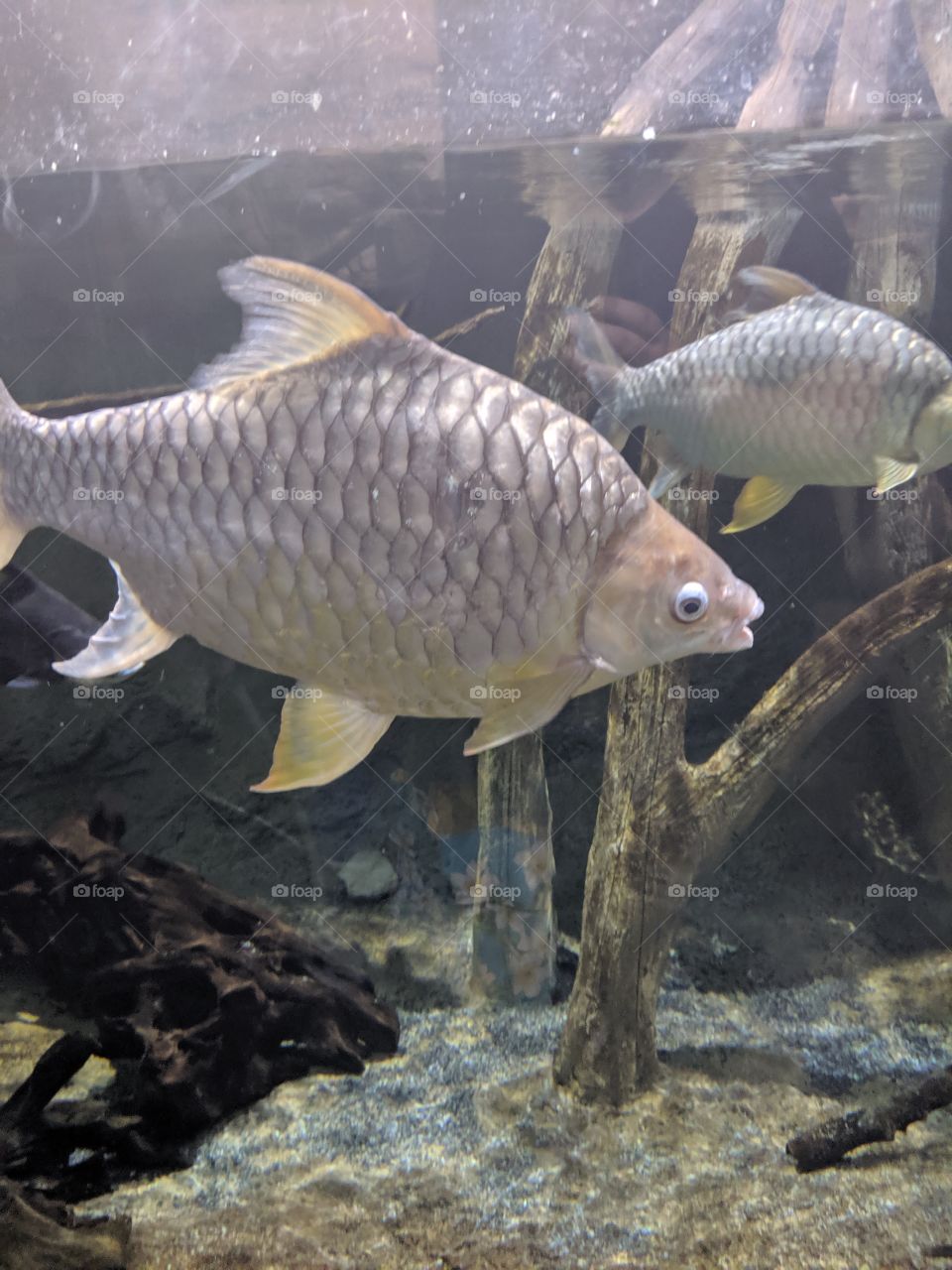 Fish
White, Scaly Fishies found in The Amazon.