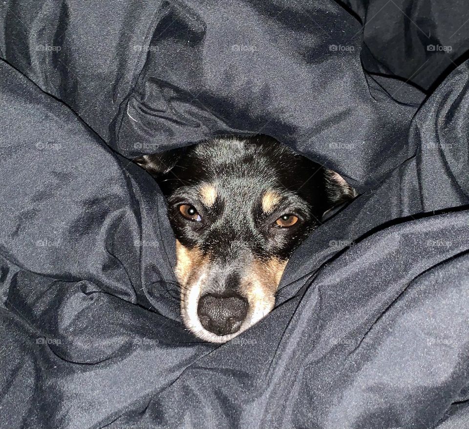 Dog cuddled up in comforter 
