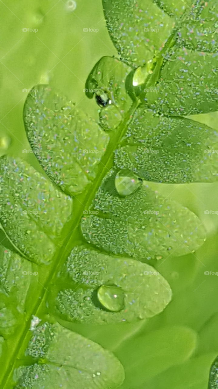water droplet on a fern leaf
