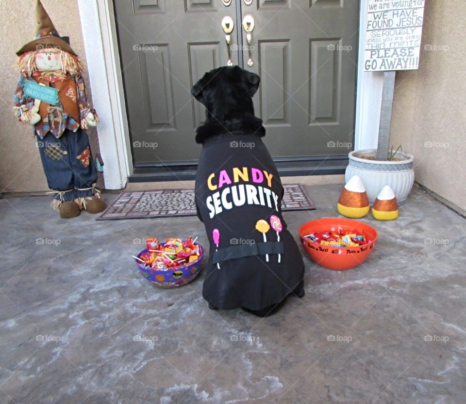 Candy Security Dog Costume