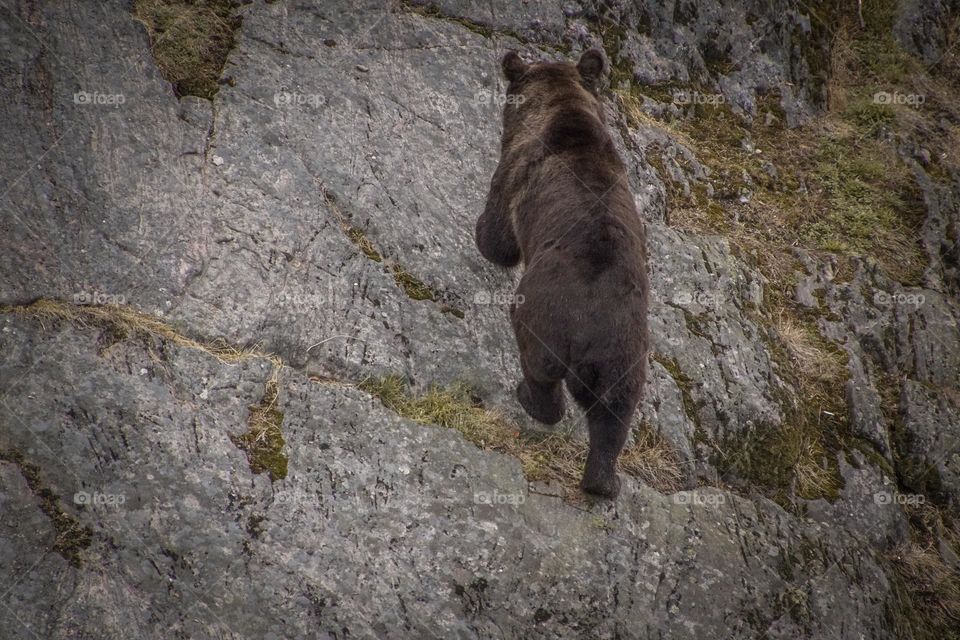High angle view of brown bear on rock