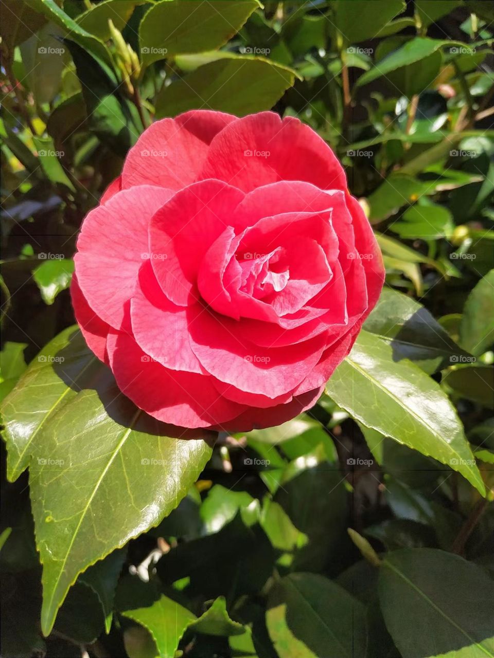 Camellia