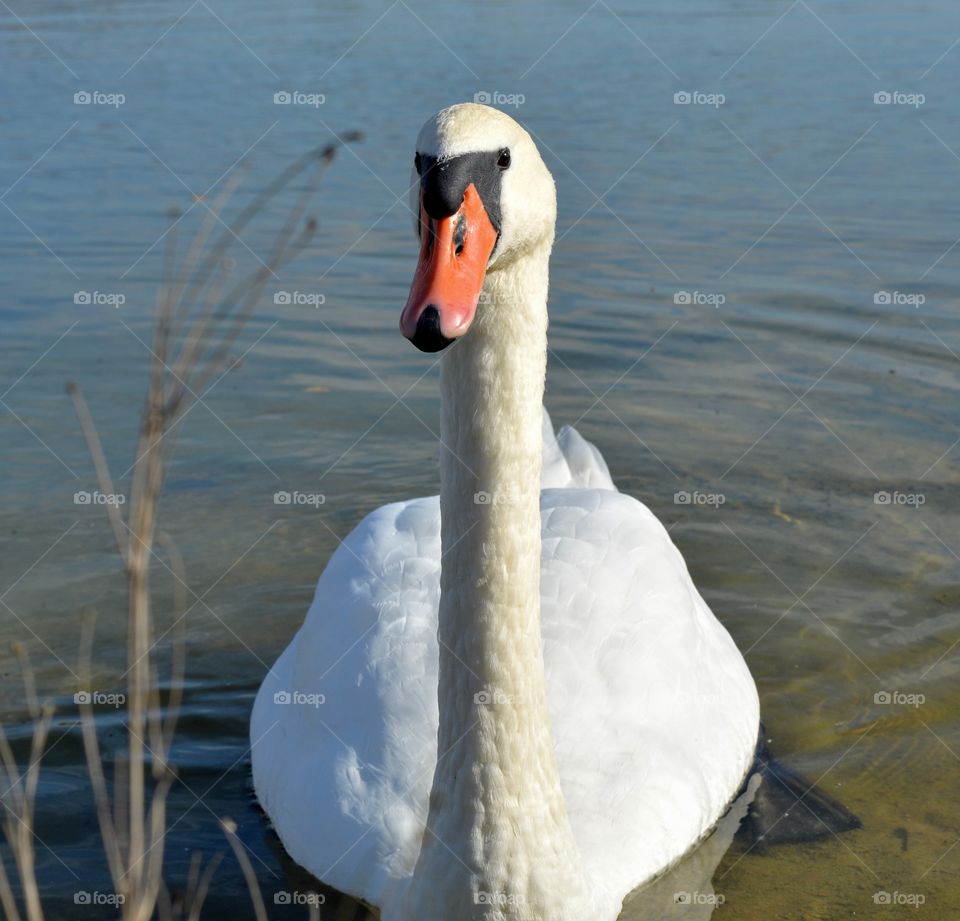 white swan on a lake beautiful portrait