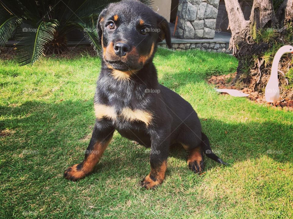 Puppy (Rottweiler)