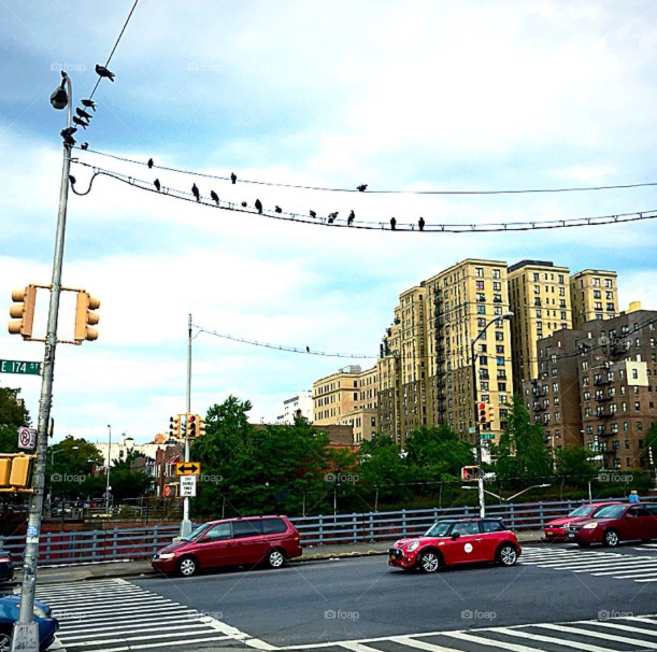 Bronx new york  pigeons 