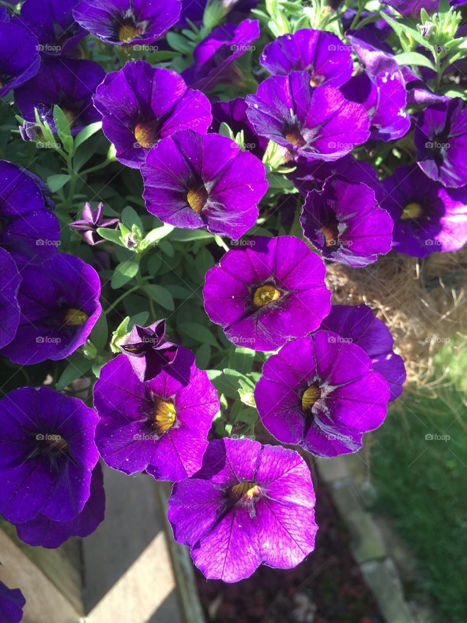 Purple miniature petunias