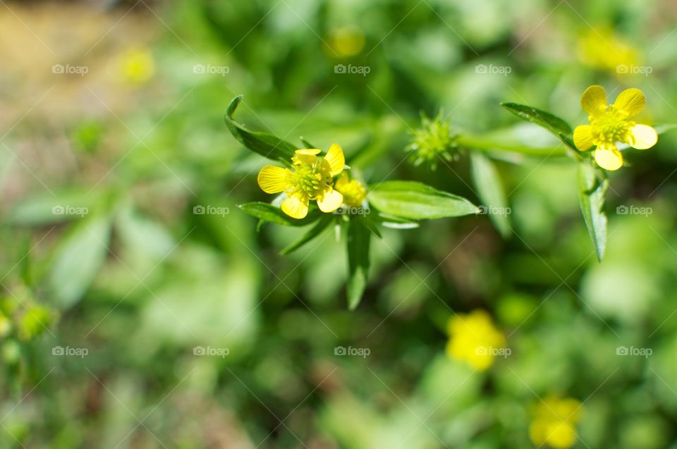 Yellow flower Blooming . A yellow flower in weeds. 