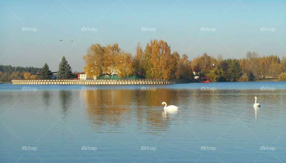 swans lake