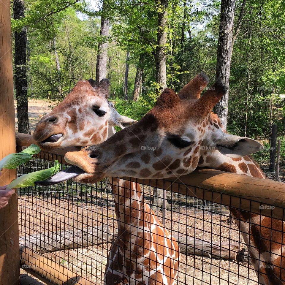 Giraffe feeding at the zoo
