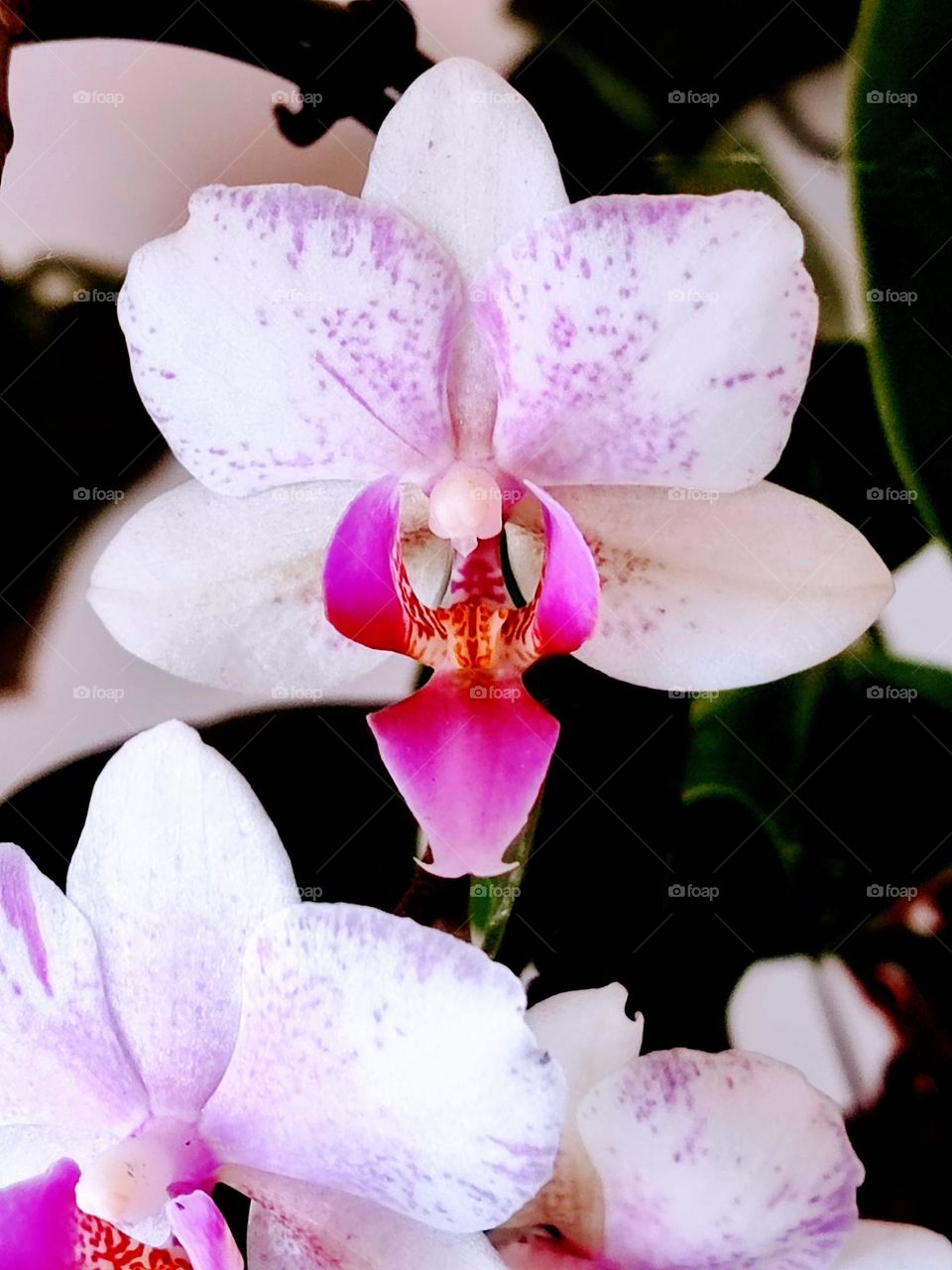 Orquídeas