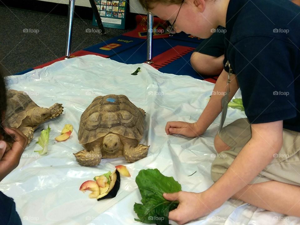 My two tortoises go to school. The children learn how to be kind to these sensitive creatures  and get to feed and handle them