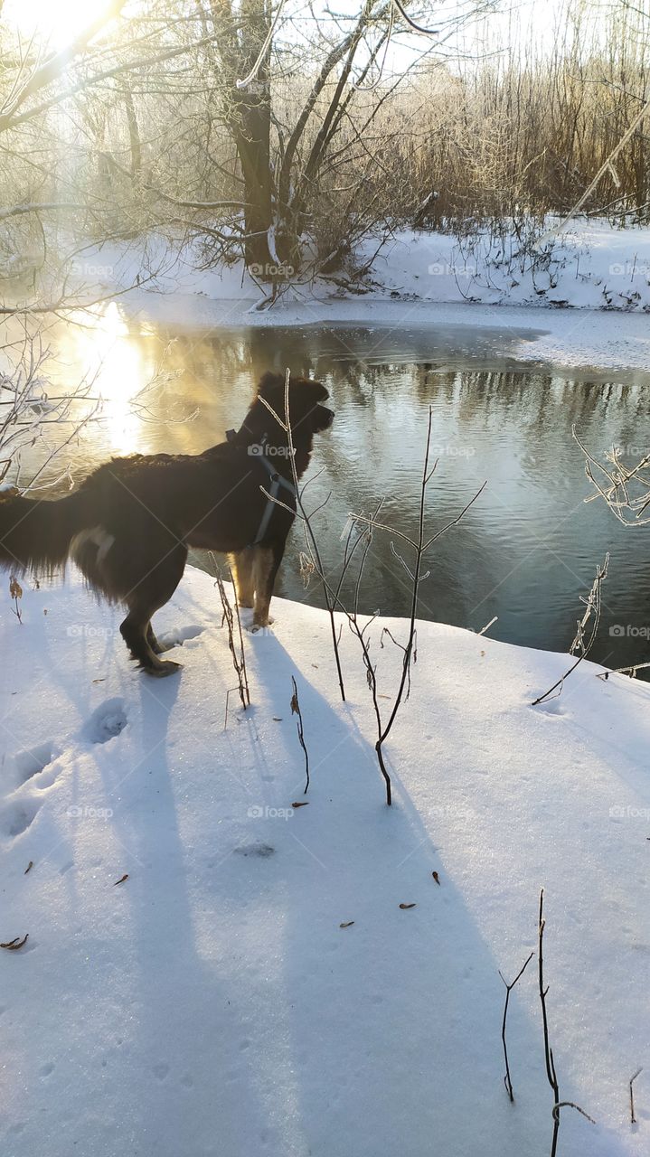 dog landscape natural river ice snow trees walking morning beautiful lovely sunny day