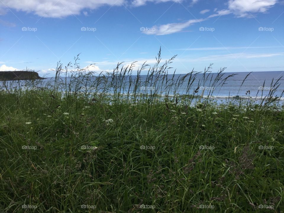 Grassy bank by the sea