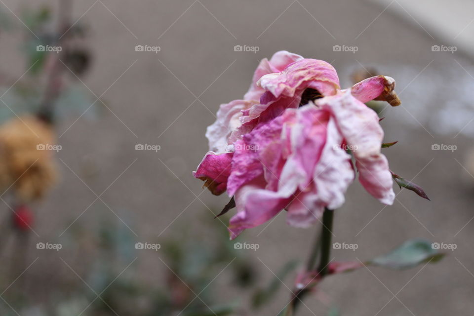 Pink dry rose in winter