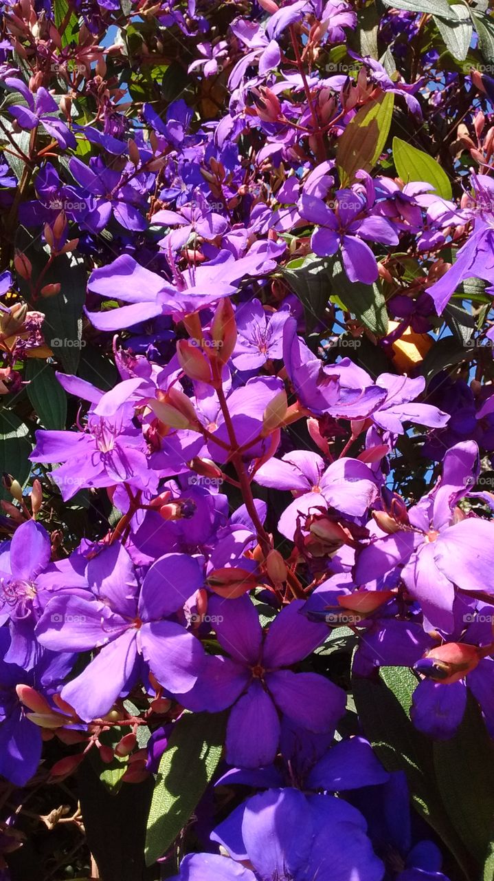 Quaresmeiras roxas embelezando o jardim. Inspiração nas flores - sempre belas e admiráveis.