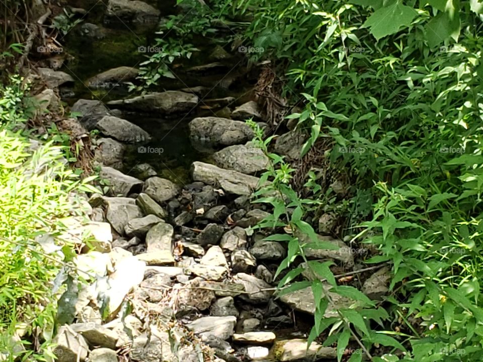 Rocky creek path found in dense nature landscape