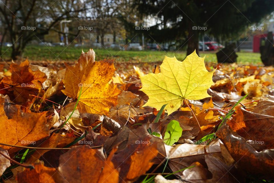 Autumn#leaves