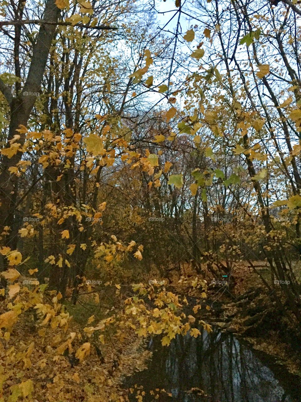 The creek fall evening 