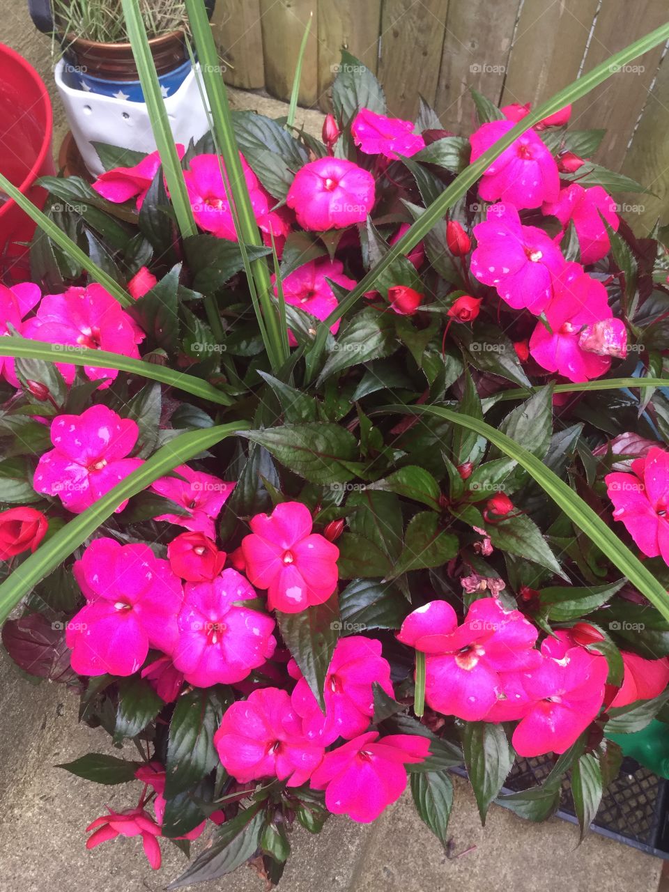 Flower, Nature, No Person, Flora, Garden