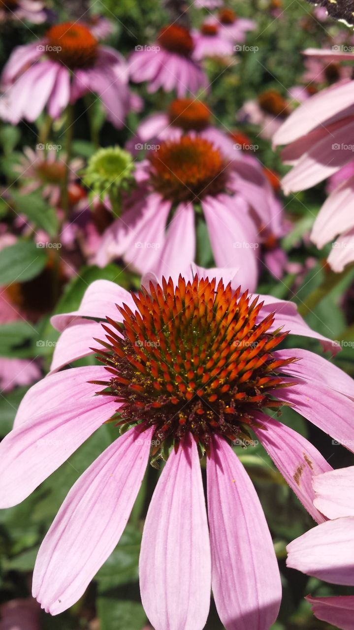 Purple Coneflower 