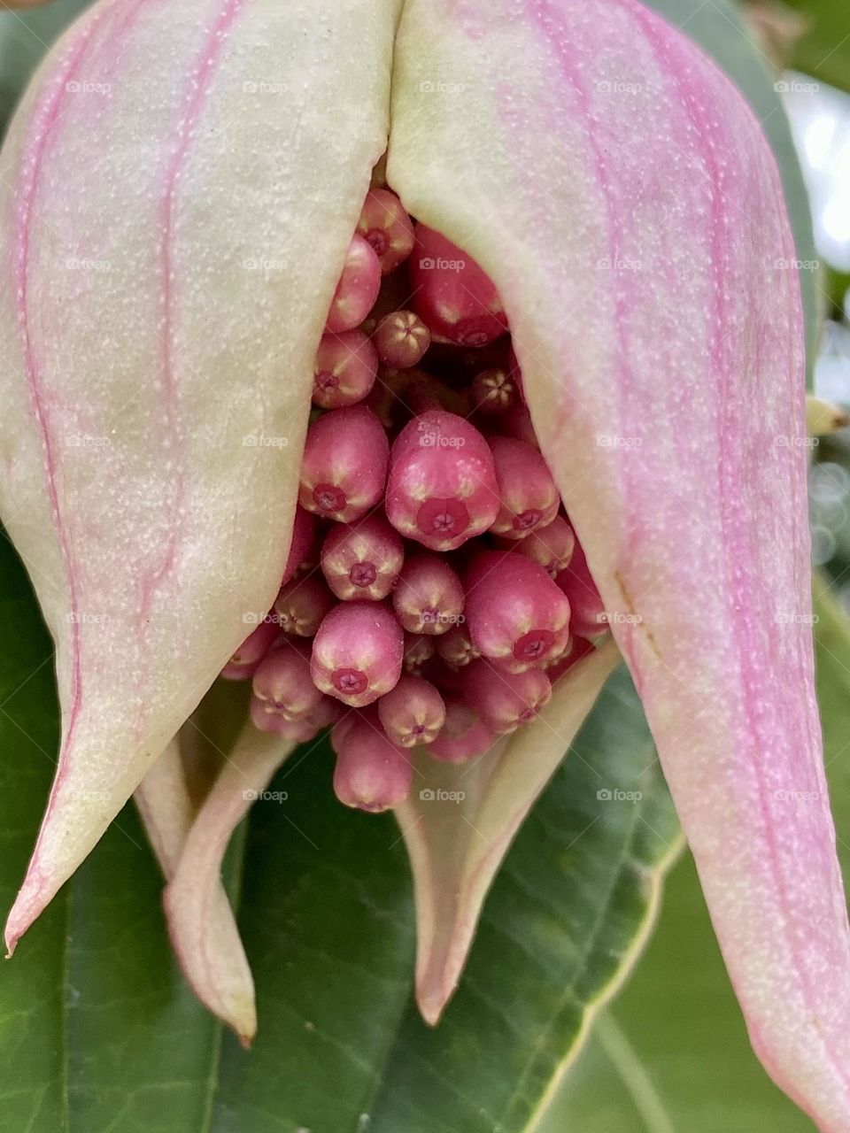 Close up of a flower of the rose grape