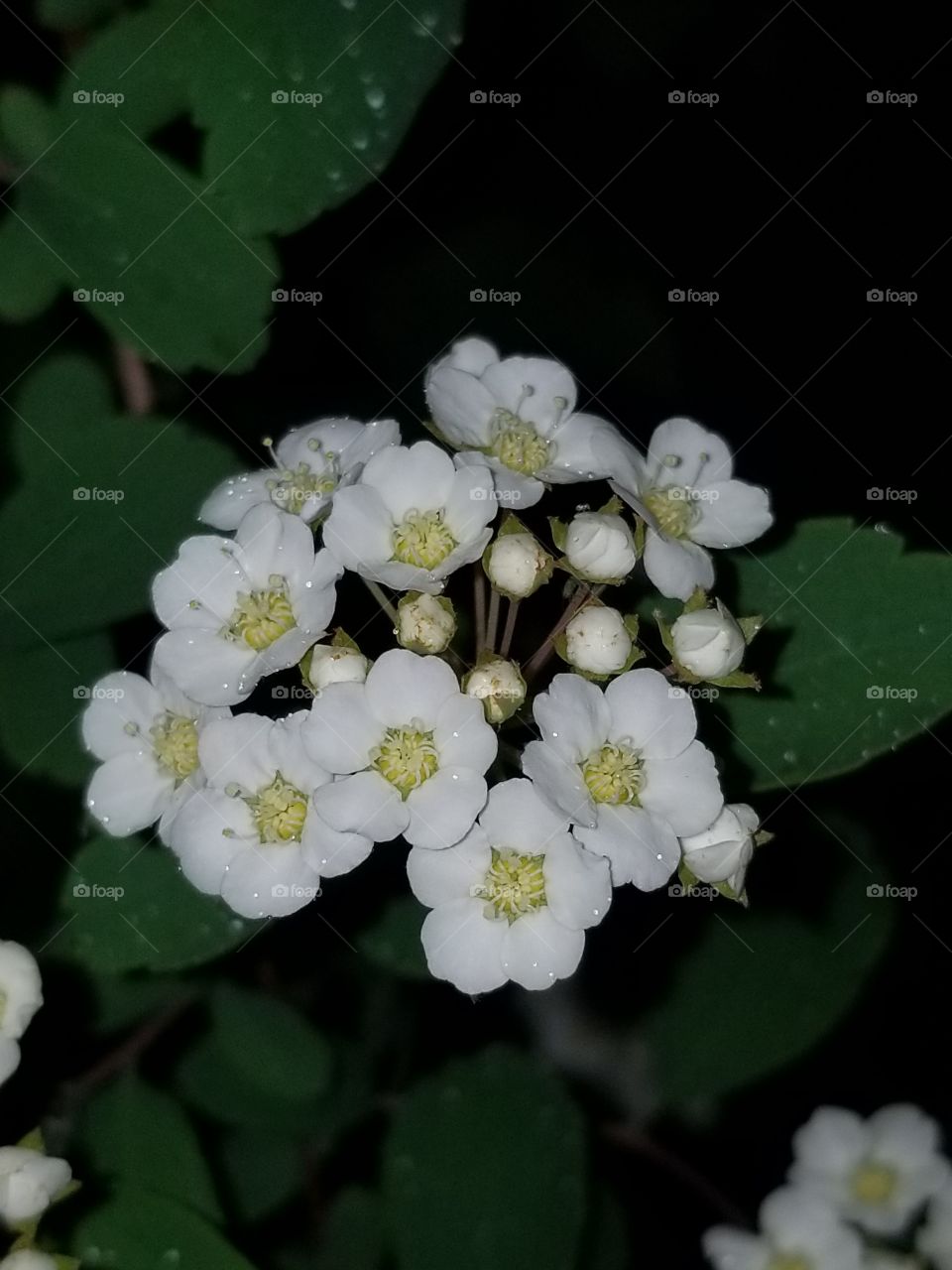 playing with flash and spirea