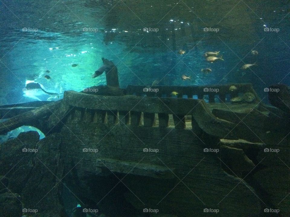 Океанариум Адлер 