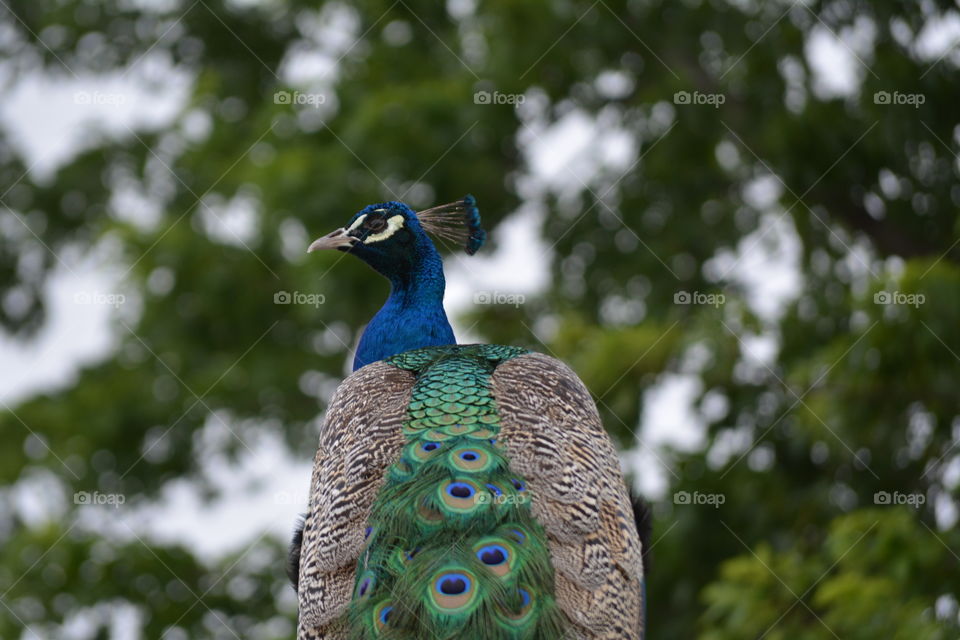 Peacock