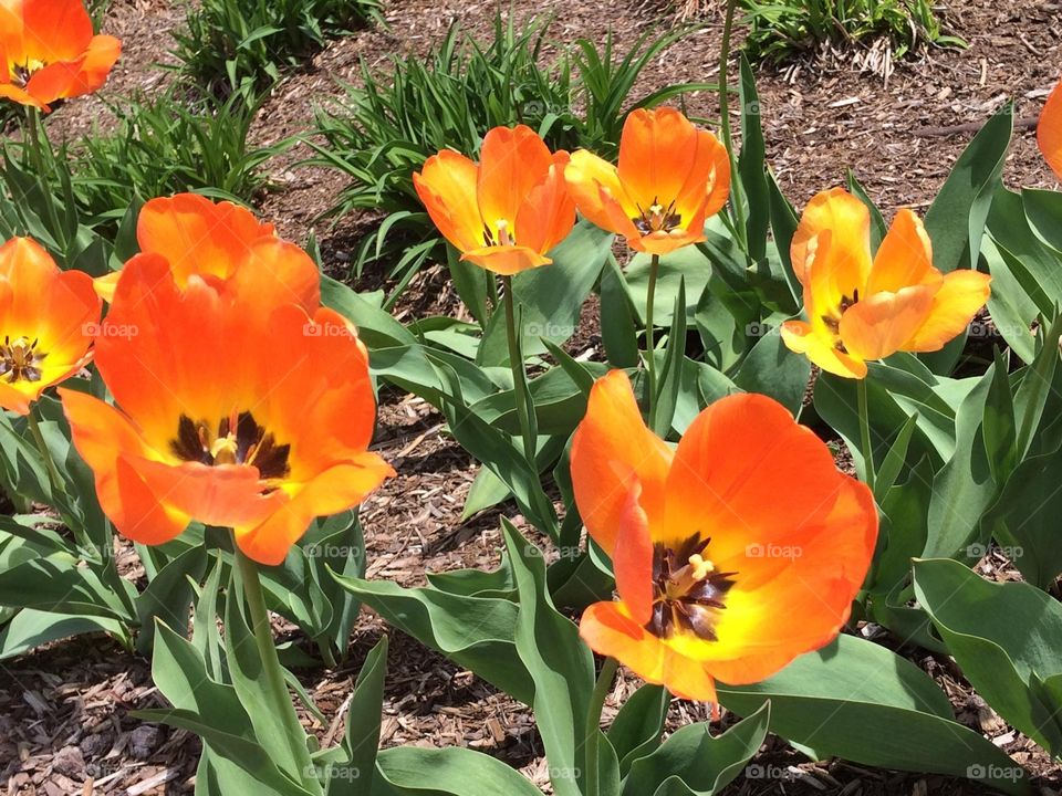  Bright orange tulips 