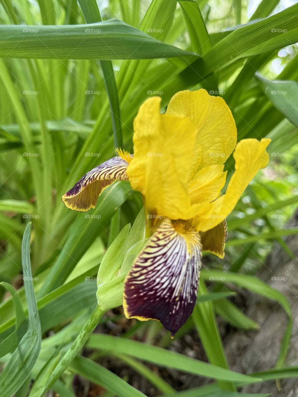 Yellow lily 