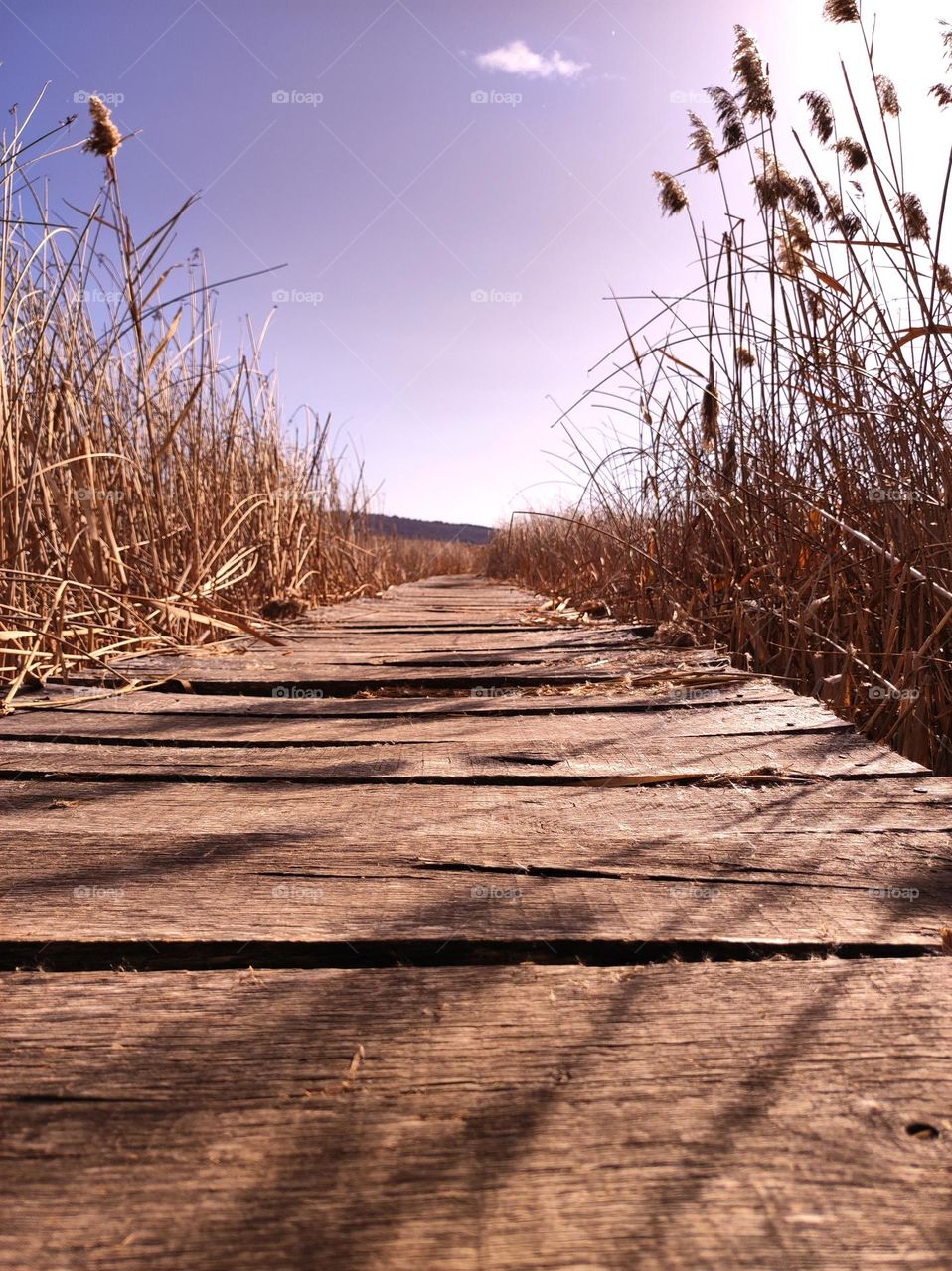 A beautiful sunlit wooden pathway in a marsh field, with clear blue skies in the autumn and shadows from the plants around it