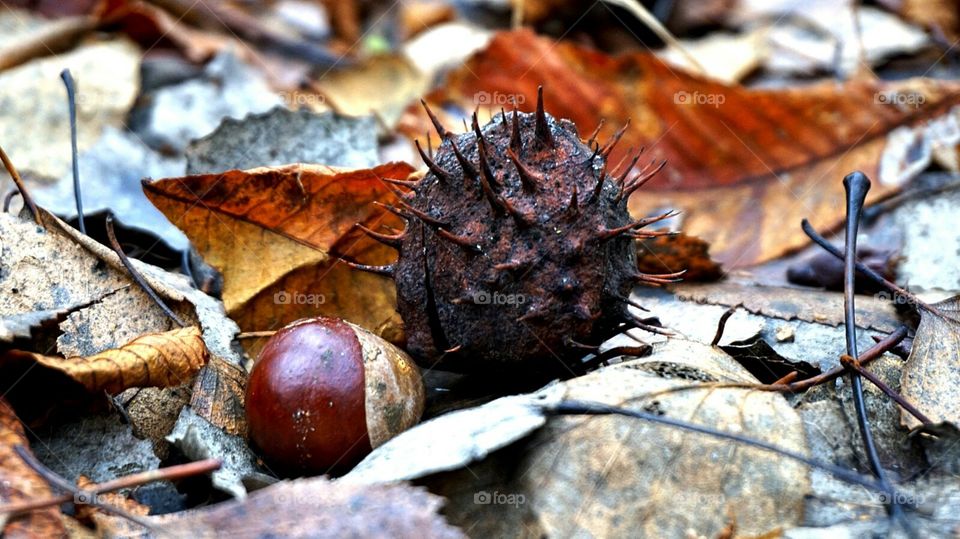 leaves chestnut