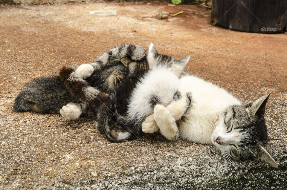 Small Kittens Feeding