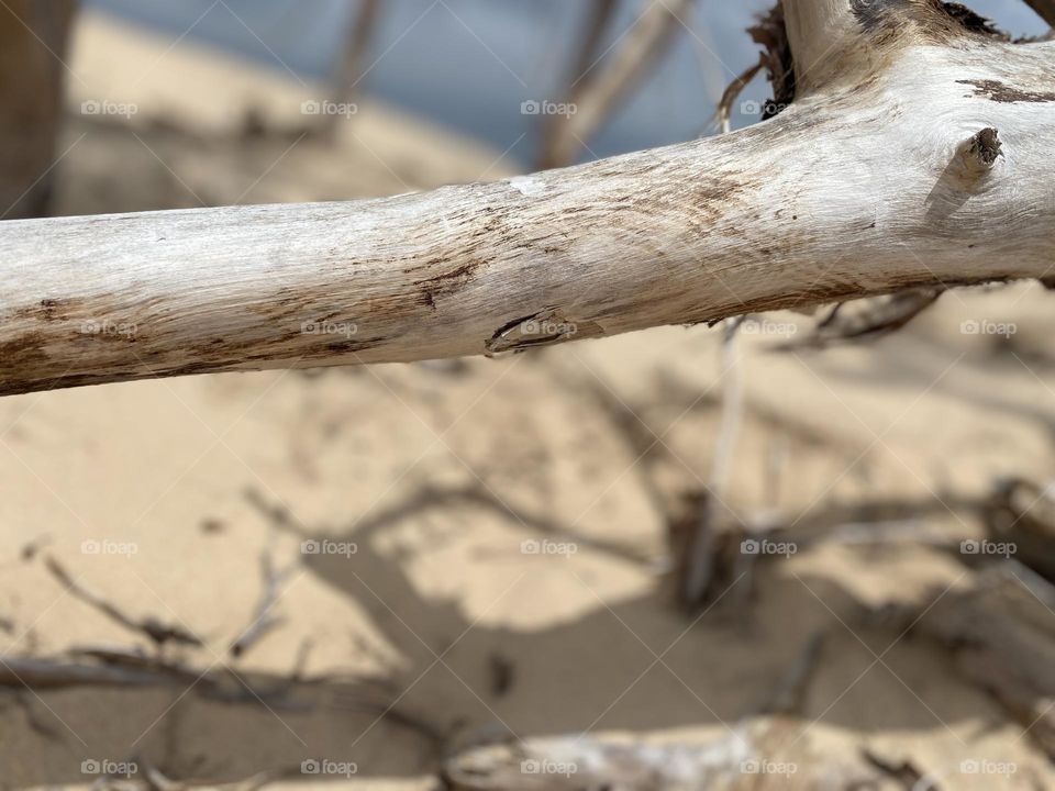 Dune wood lying on the sand with a cloudy sky in the background. The setting is a beach with dunes.