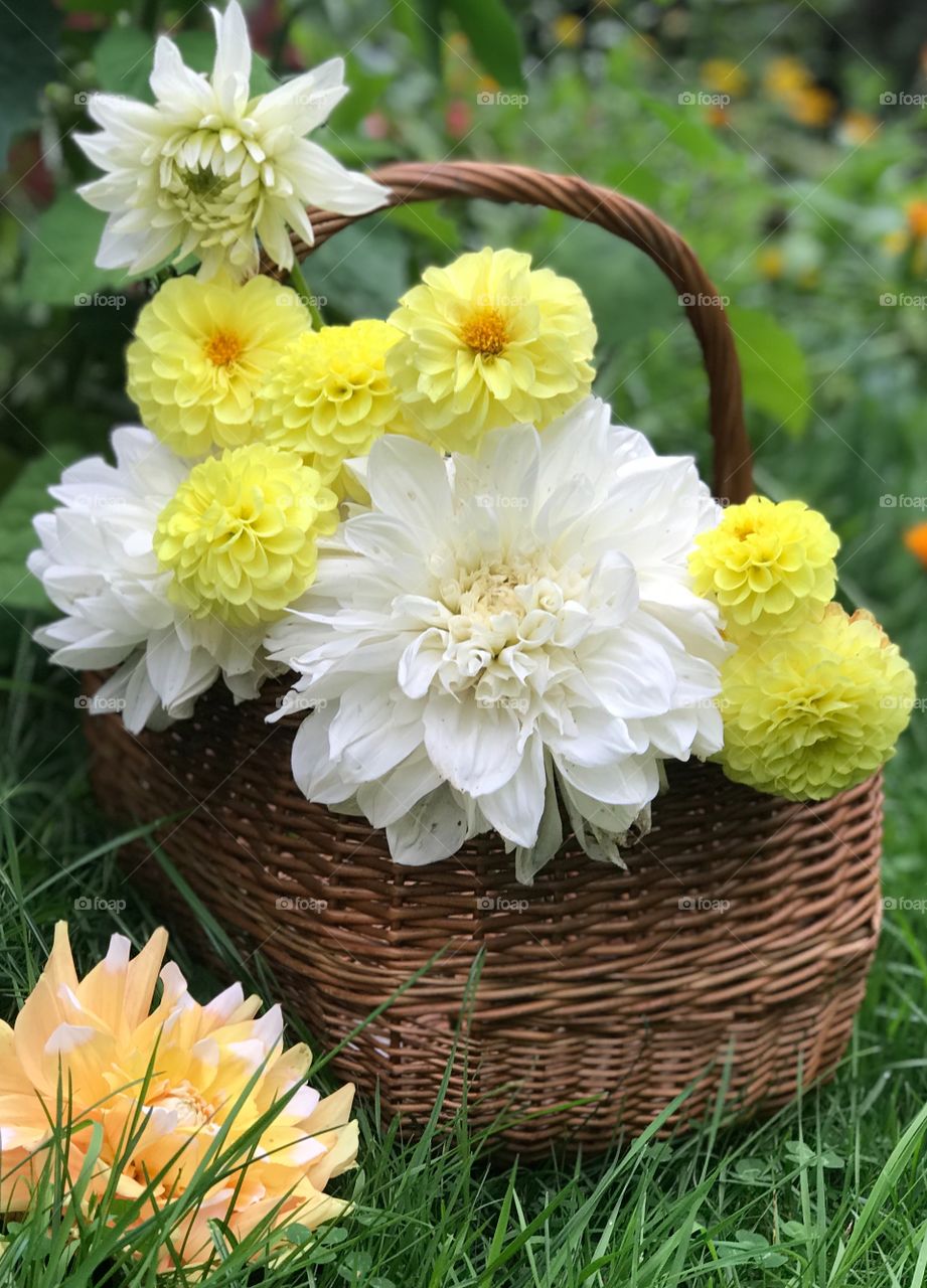 Basket with Dahlia.