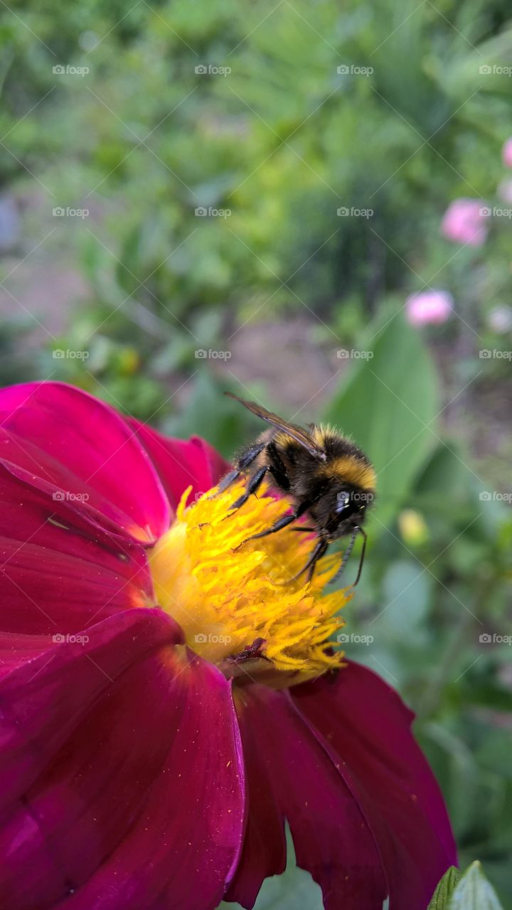 bee and flowers