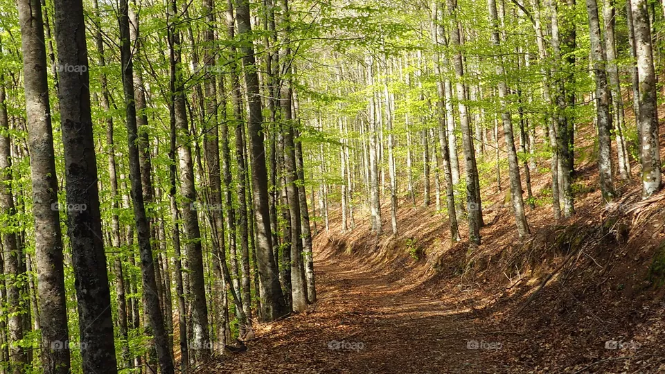path