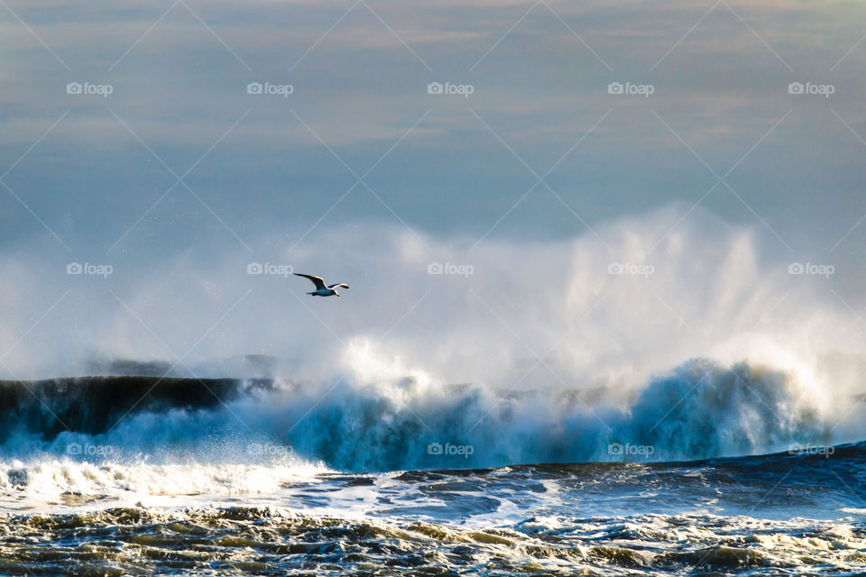 Seagull flying over the spray coming off of big waves in a rough surf. 