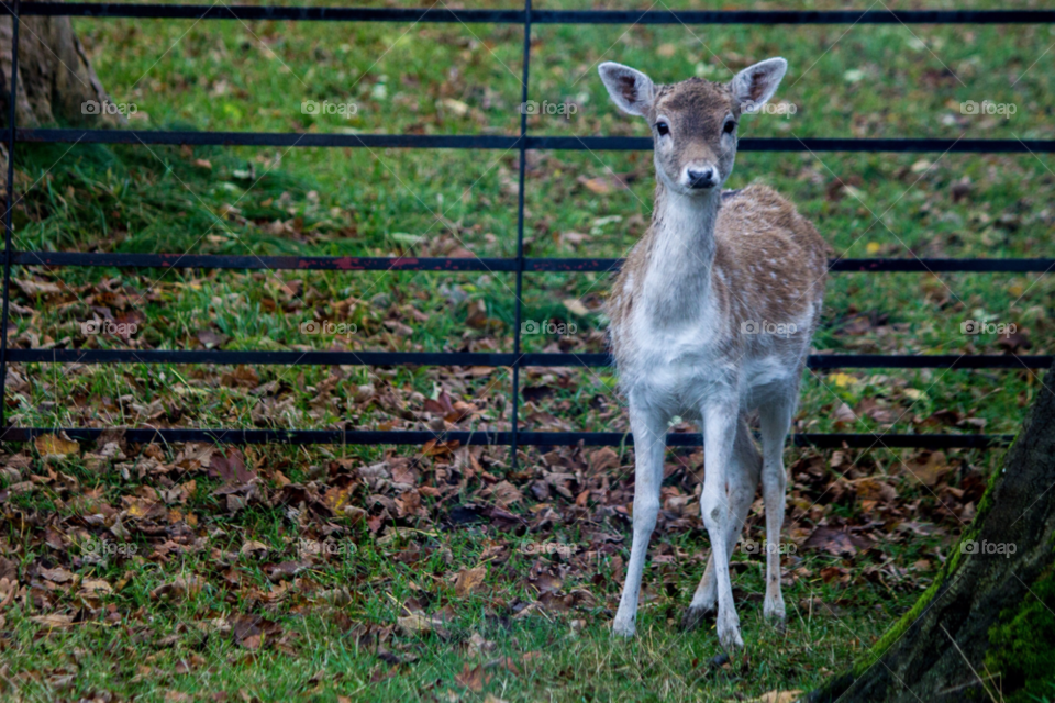 grass baby fence animal by gregmanchester