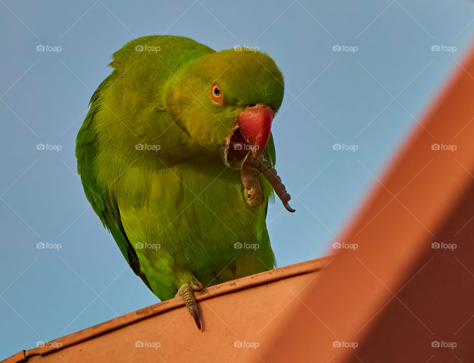 Bird photography  - Parrot