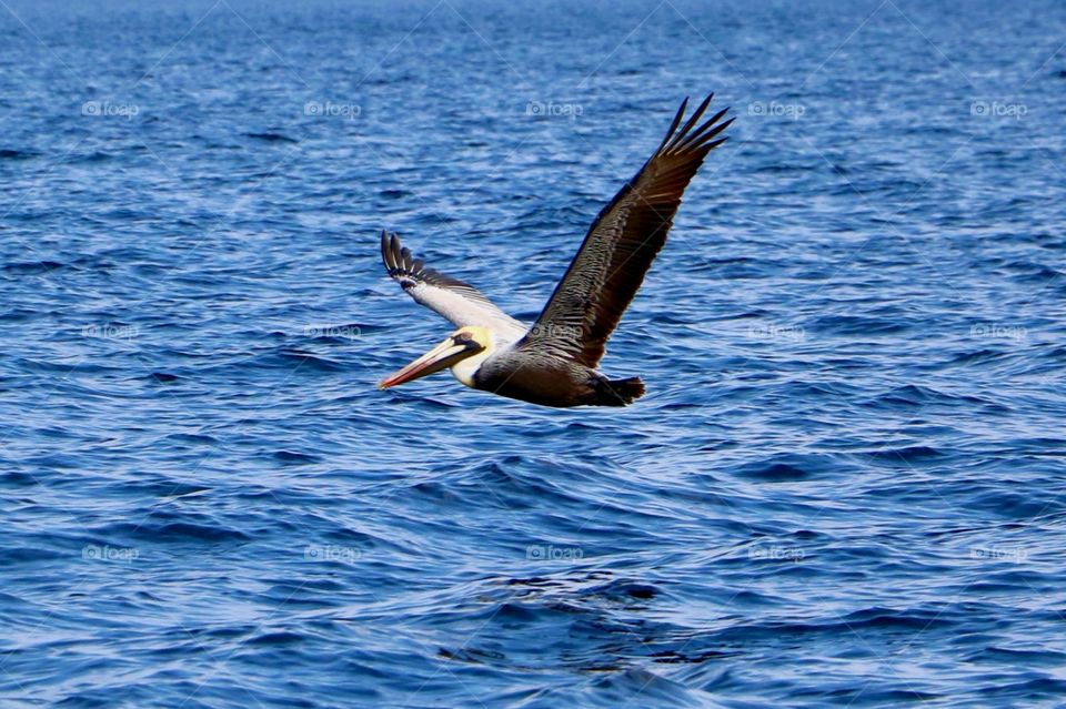 Pelican taking flight after searching for fish.