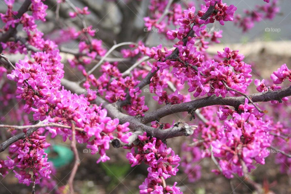 Purple flowers bloom on a tree.