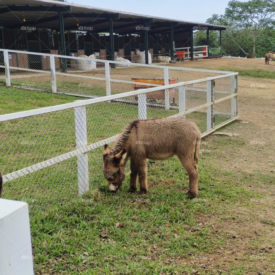 Donkeys at Chulu Ranch in Beinan Township