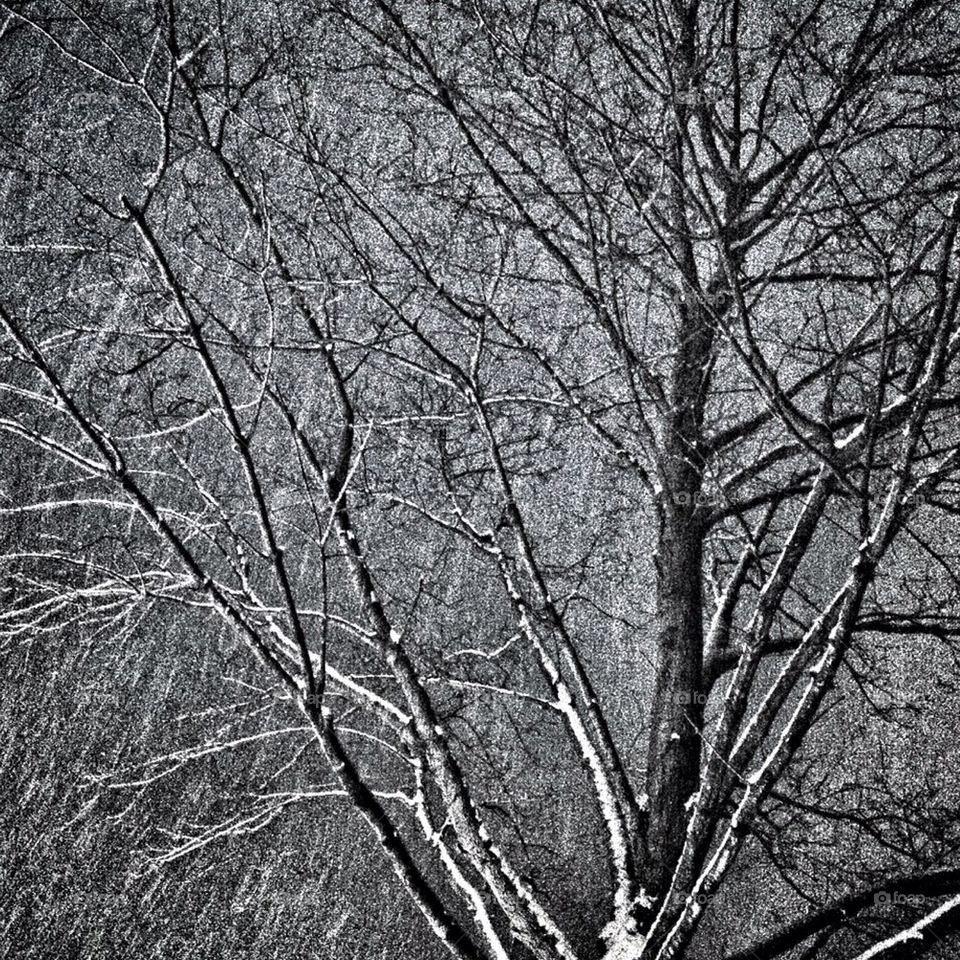 Snowy Winter Trees