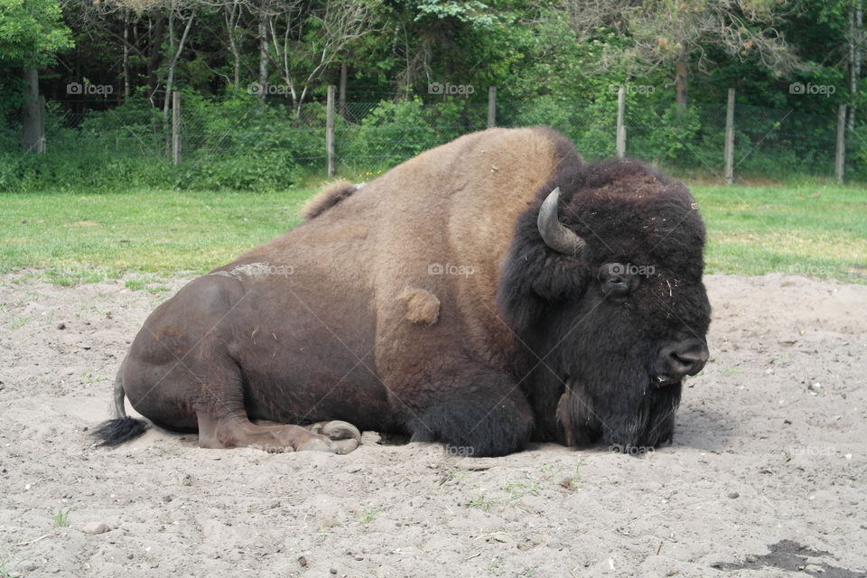 Buffalo. Big buffalo