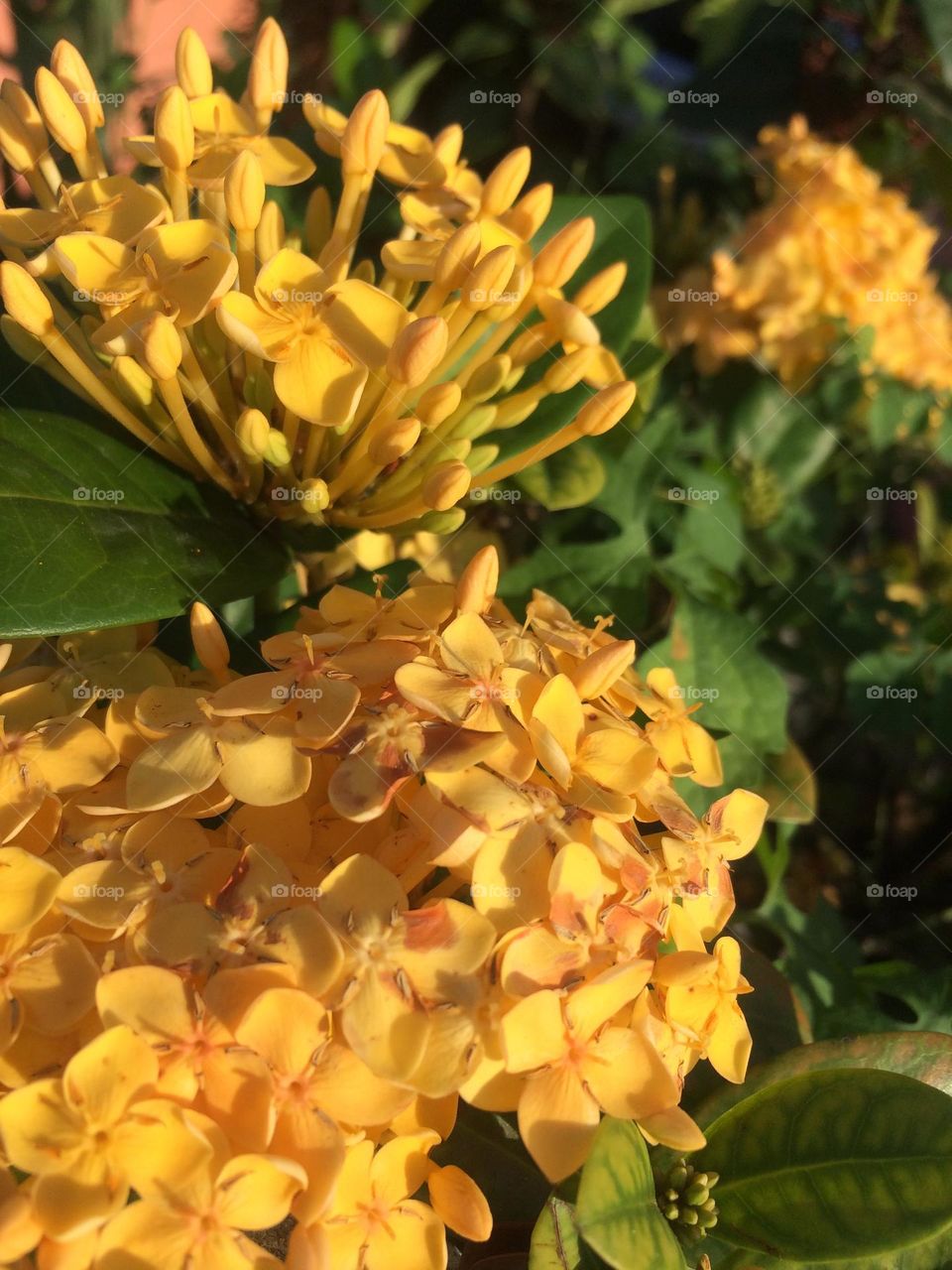 Multiple Yellow Blossoms 