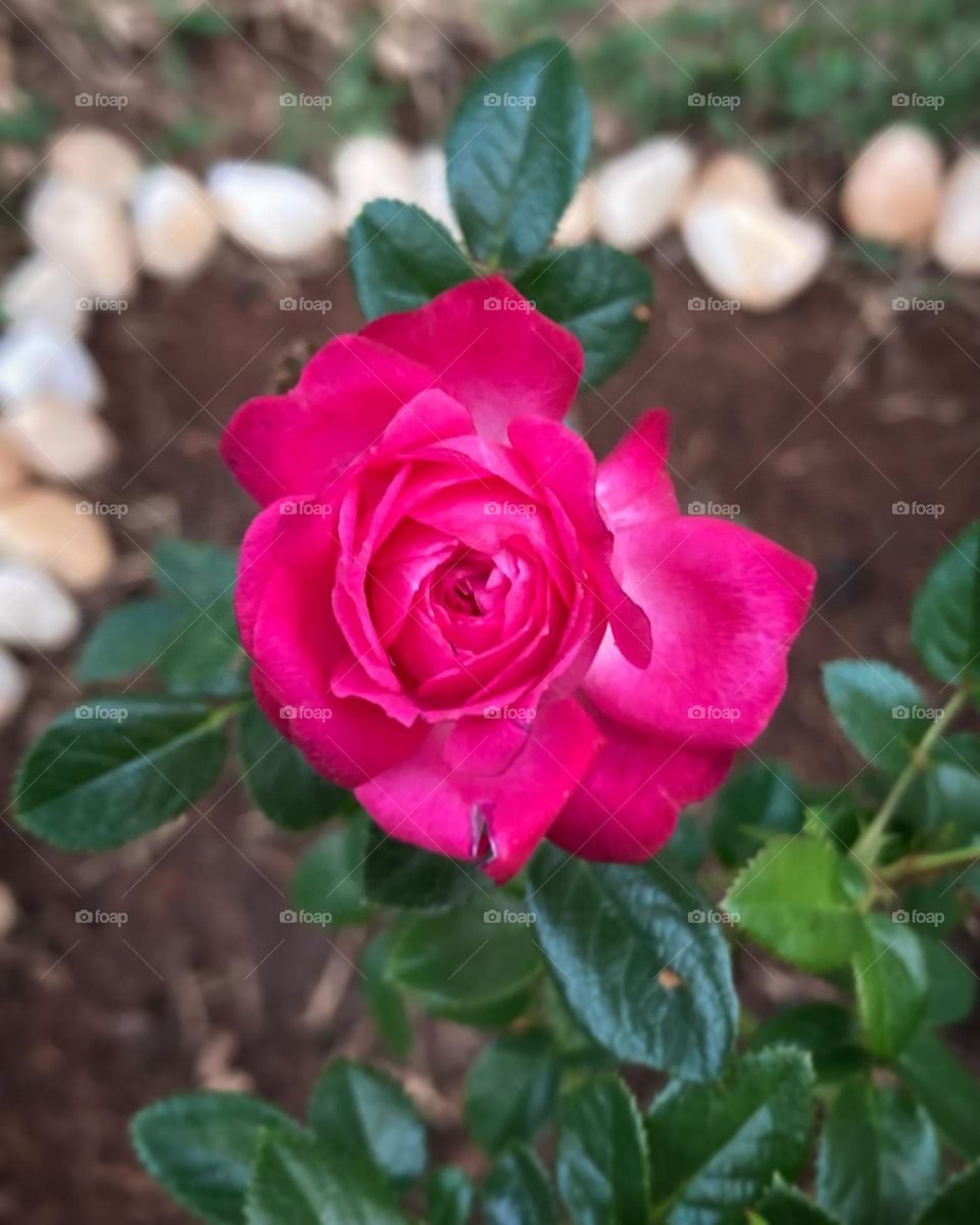 🌹 🇺🇸 Very beautiful flowers to brighten our day.  Live nature and its beauty. Did you like the delicate petals? / 🇧🇷 Flores muito bonitas para alegrar nosso dia. Viva a natureza e sua beleza. Gostaram das pétalas delicadas? 