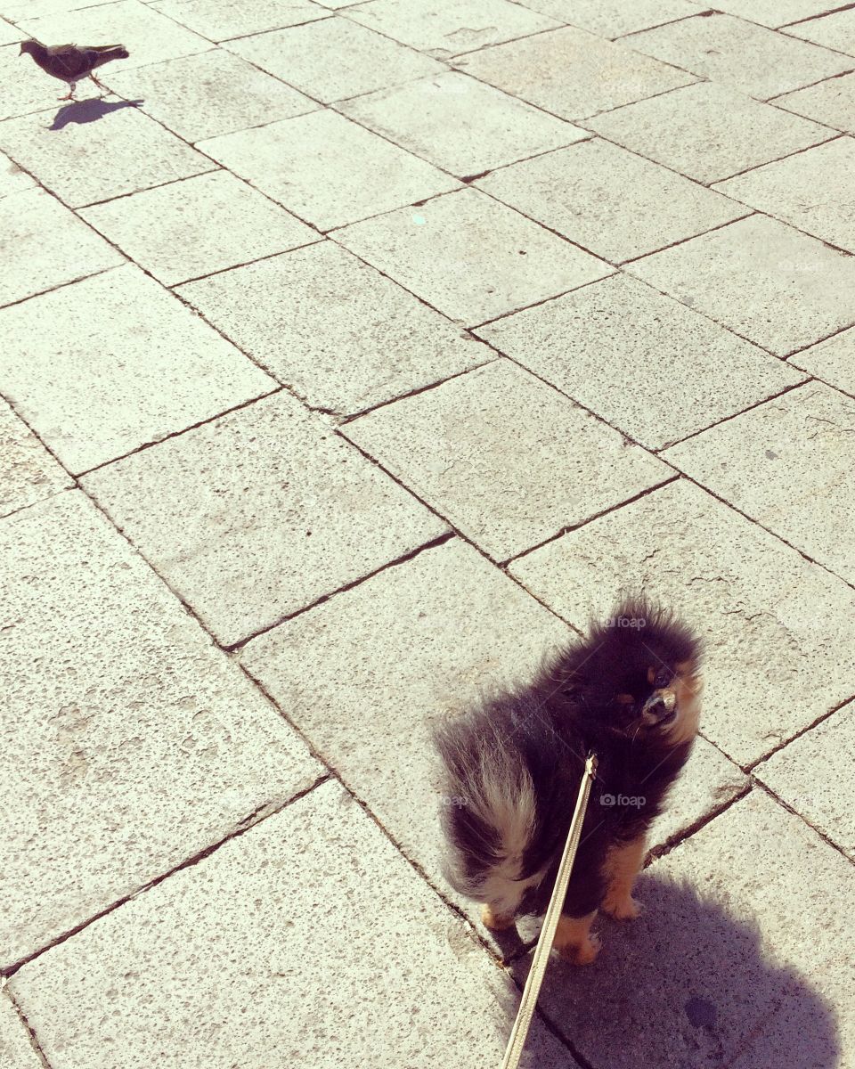 Can I go chase the pigeons? 